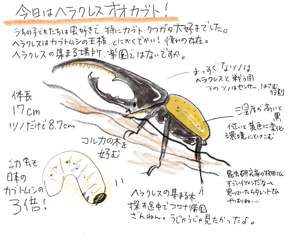 ট ইট র さばすけ ヘラクレス 何度も買いたいとねだられたけど あんなでかいのは無理よ ダーウィンが来た ヘラクレスオオカブト イラスト Adobe Fresco で作成 Adobefresco T Co Msbhzka7dp ট ইট র