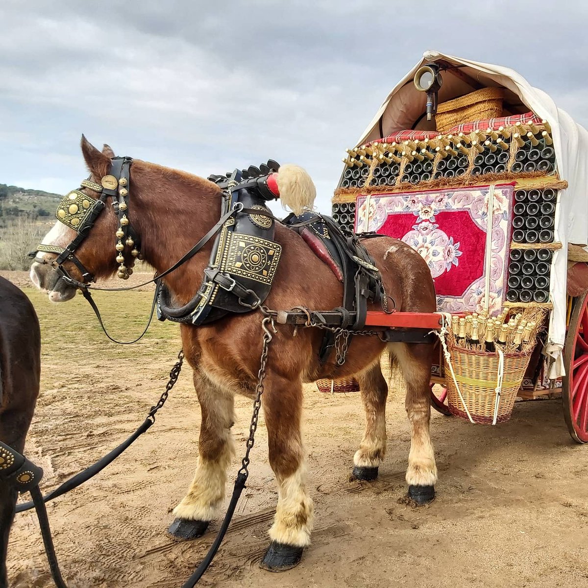 alexmurmoia's tweet photo. 🐴🚜🥁 Avui, com és tradició, hauríem celebrat els Tres Tombs de #Moià en honor a Sant Antoni Abat.

➡️ La pandèmia ens ho impedeix, però l'esperança vencerà i el 2022, hi tornarem amb força! https://t.co/gXz5VUzNh7
