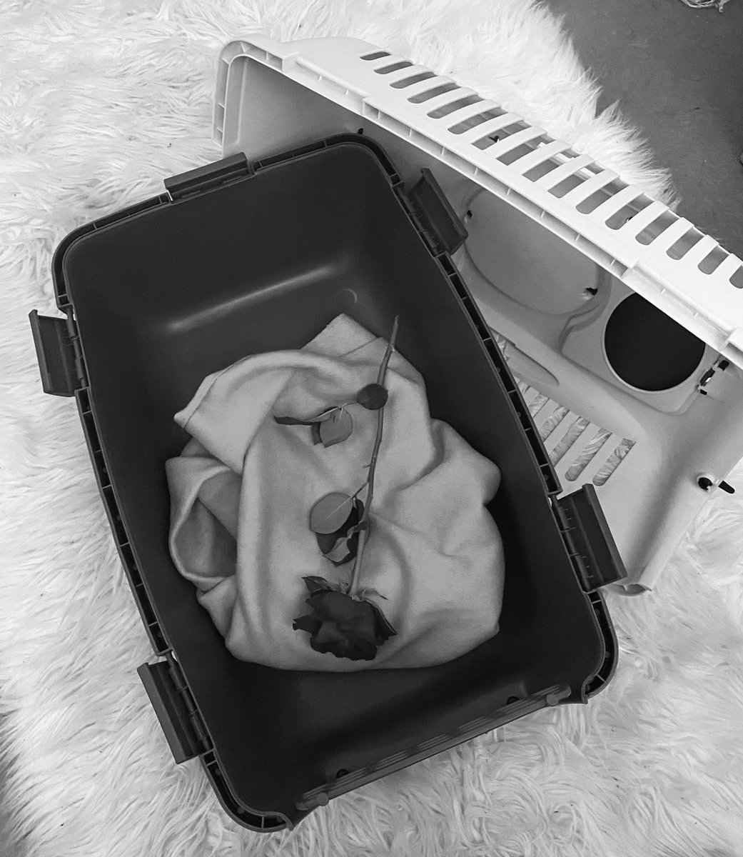 BasoStream's tweet image. Für alle, die neugierig sind:

Mein Kater Jerry ist leider letzten Montag verstorben. Mir geht es dementsprechend nicht so gut, deswegen schaffe ich zurzeit auch keine Streams, sorry. Ich vermisse ihn sehr. 😔

Falls ihr ein Haustier habt: bitte gebt ihm heute extra viel Liebe.❤️