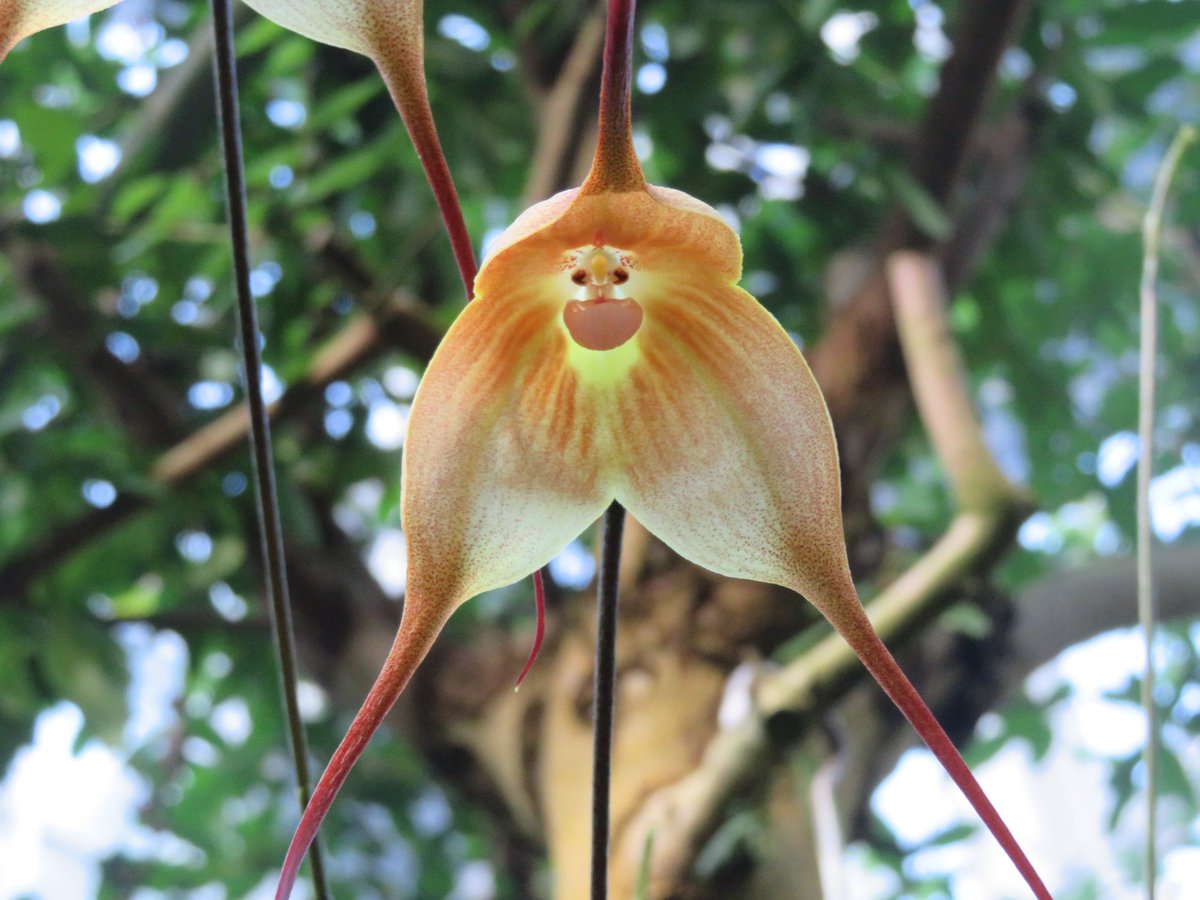 ドラクラ ギガス