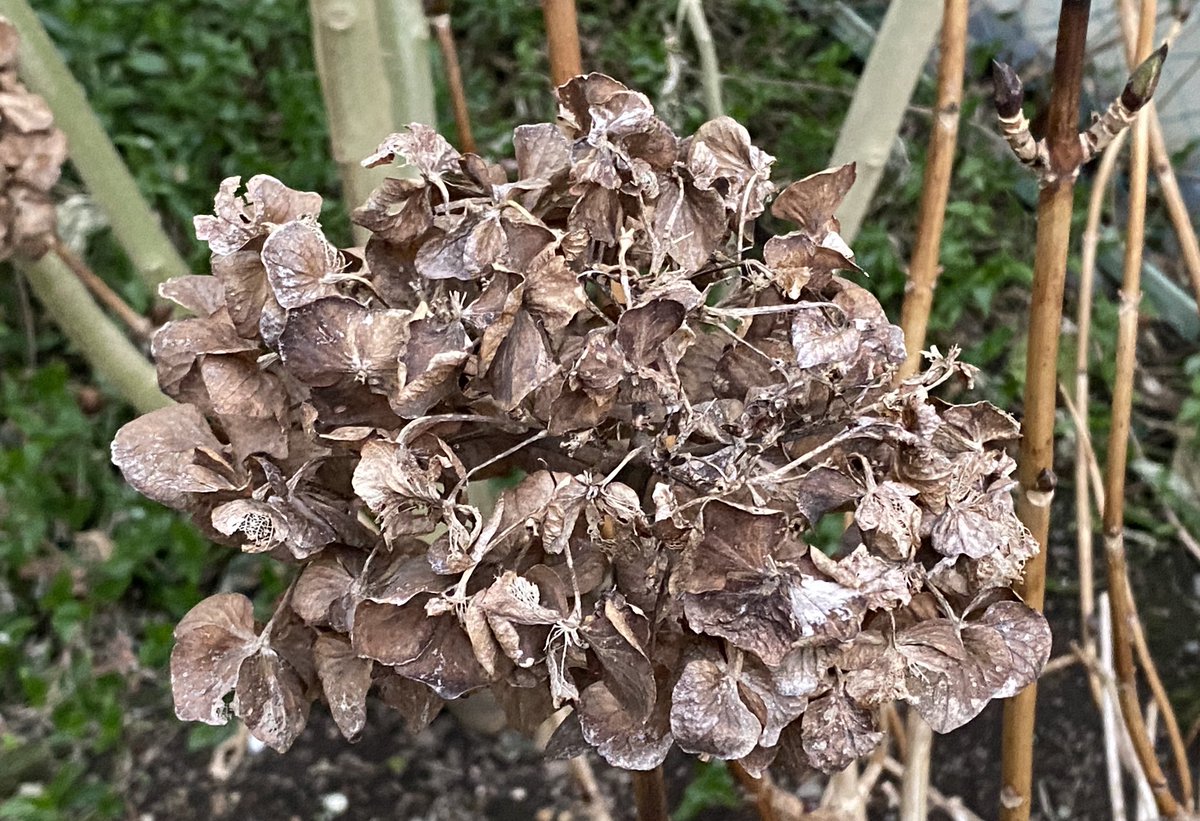 神谷明 En Twitter 枯れた紫陽花 その右上端に春を待つ芽が アップで撮りました