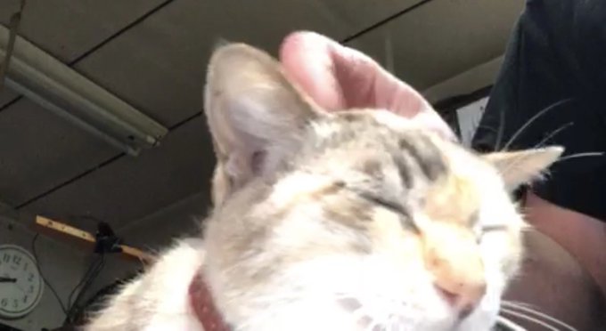 ぬこのこのtwitterイラスト検索結果 古い順