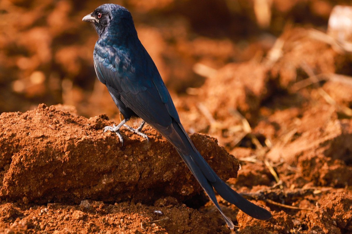 #sonyalpha #sonyalphain #gmaster #indianphototours #incredibleindia  #magazinegeo #cntraveler #tlpicks #artofseeingdp #lonelyplanet #storiesofindia #storiesoﬁndia #myspc   #dpfoto #nature #wild #wildlife #wildlifephotography #wildlife  #bird #photooftheday #picoftheday #nofilter