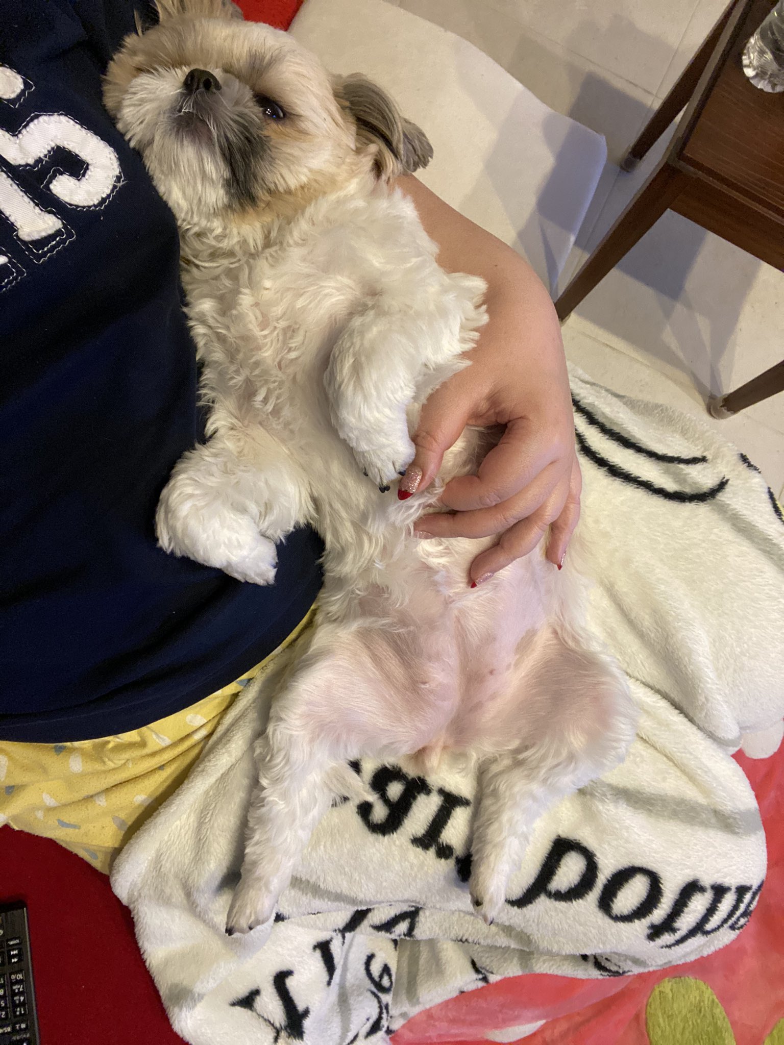 シーズー牡丹 赤ちゃん抱っこされて寝ちゃう牡丹 Botan Likes To Be Hugged And Sleep Like A Baby Shihtzu シーズー Dog 犬 T Co R0z2aaasyo Twitter