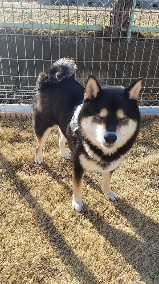 ぽんぽんポン助 日向が気持ちいかい それとも立ち寝かい 笑 柴犬 豆柴 黒豆柴 かわいい 犬好きさんと繋がりたい 犬好きな人と繋がりたい 犬との暮らし