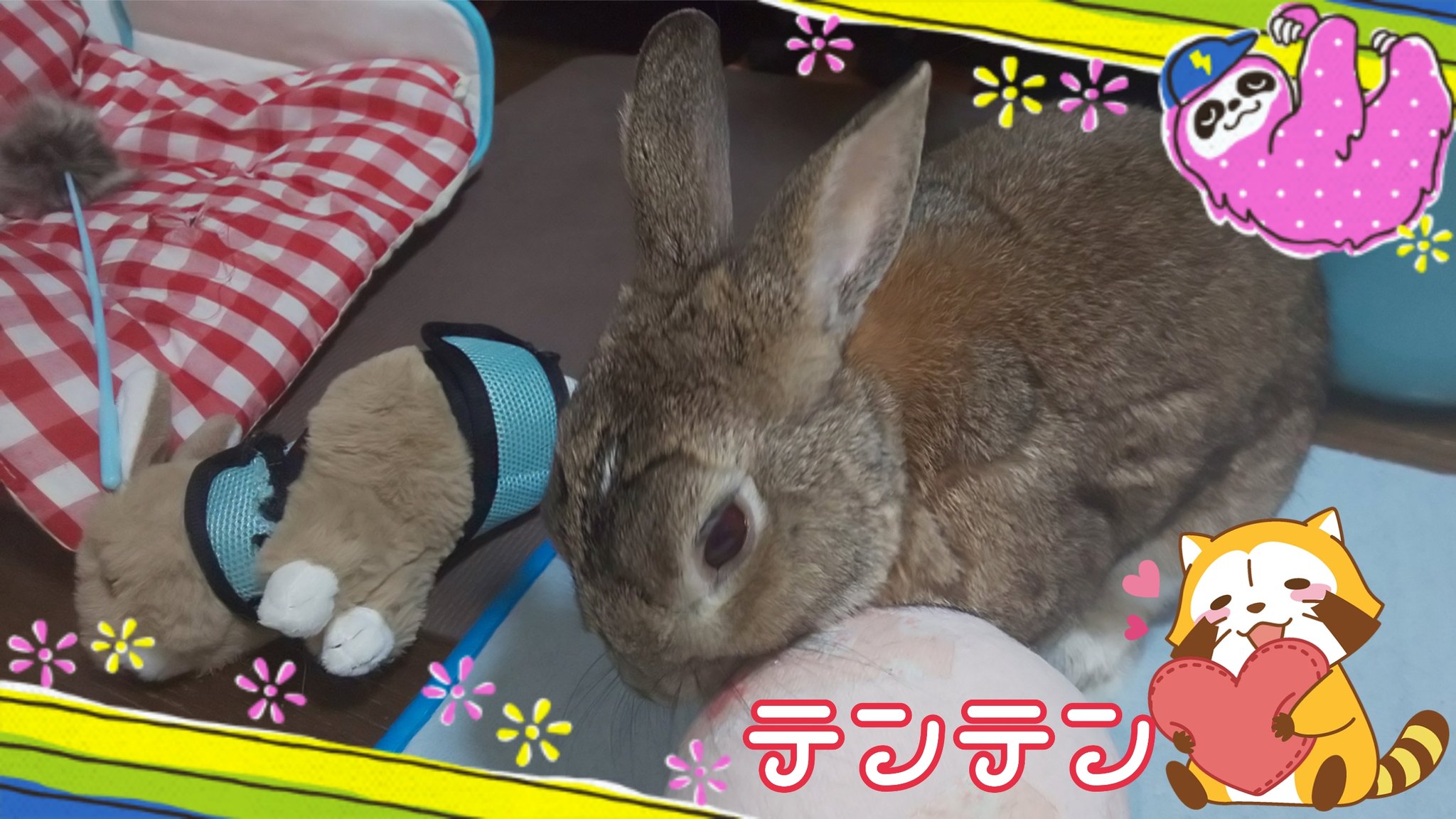 うさぎのテンテン Usaginotenten Twitter