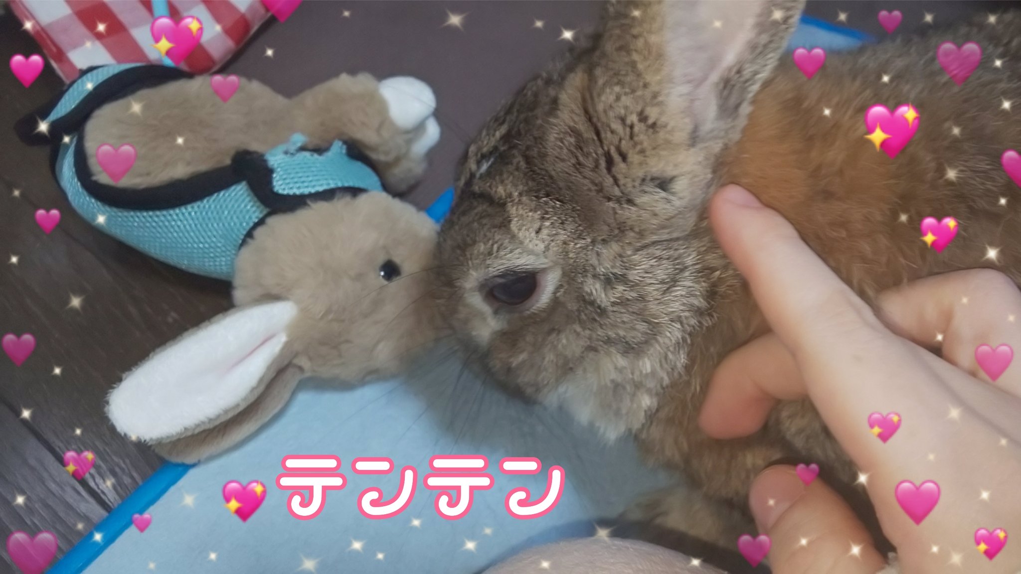 うさぎのテンテン Usaginotenten Twitter