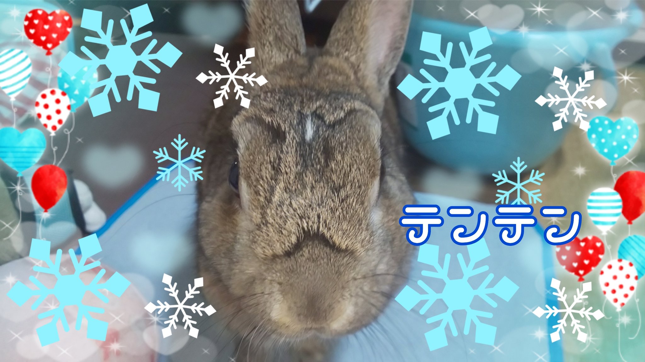 うさぎのテンテン Usaginotenten Twitter