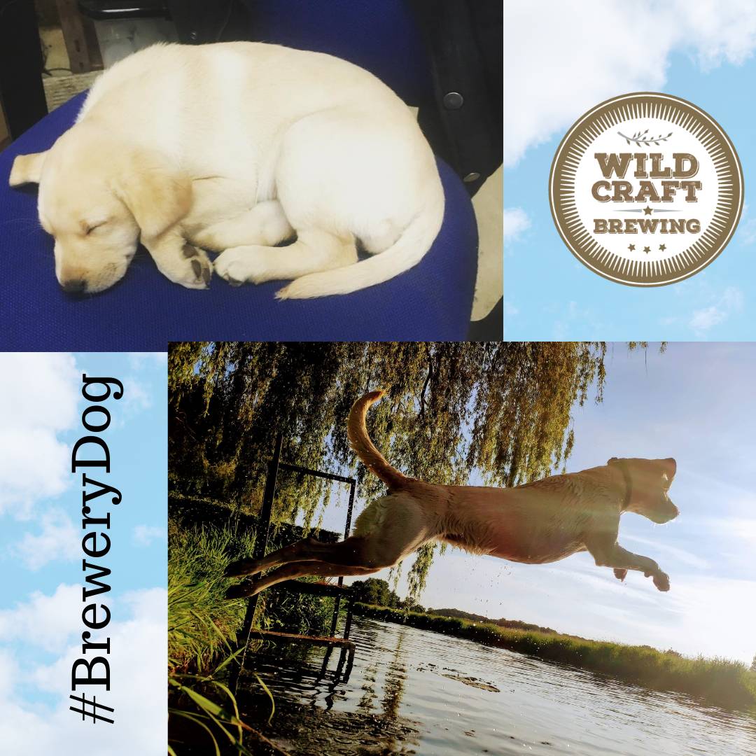 wildcraftbrews's tweet image. Luna our #BreweryDog 4 years apart! She's an amazing companion in the Brewery, obsessed with chasing balls and has to be tucked into her bed like a princess on cold days! Show her some love! 🐾💕

#BreweryDog #WildcraftBrewery #BreweryLife #CraftBeer