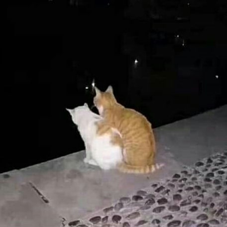 acid666host's tweet image. lovers