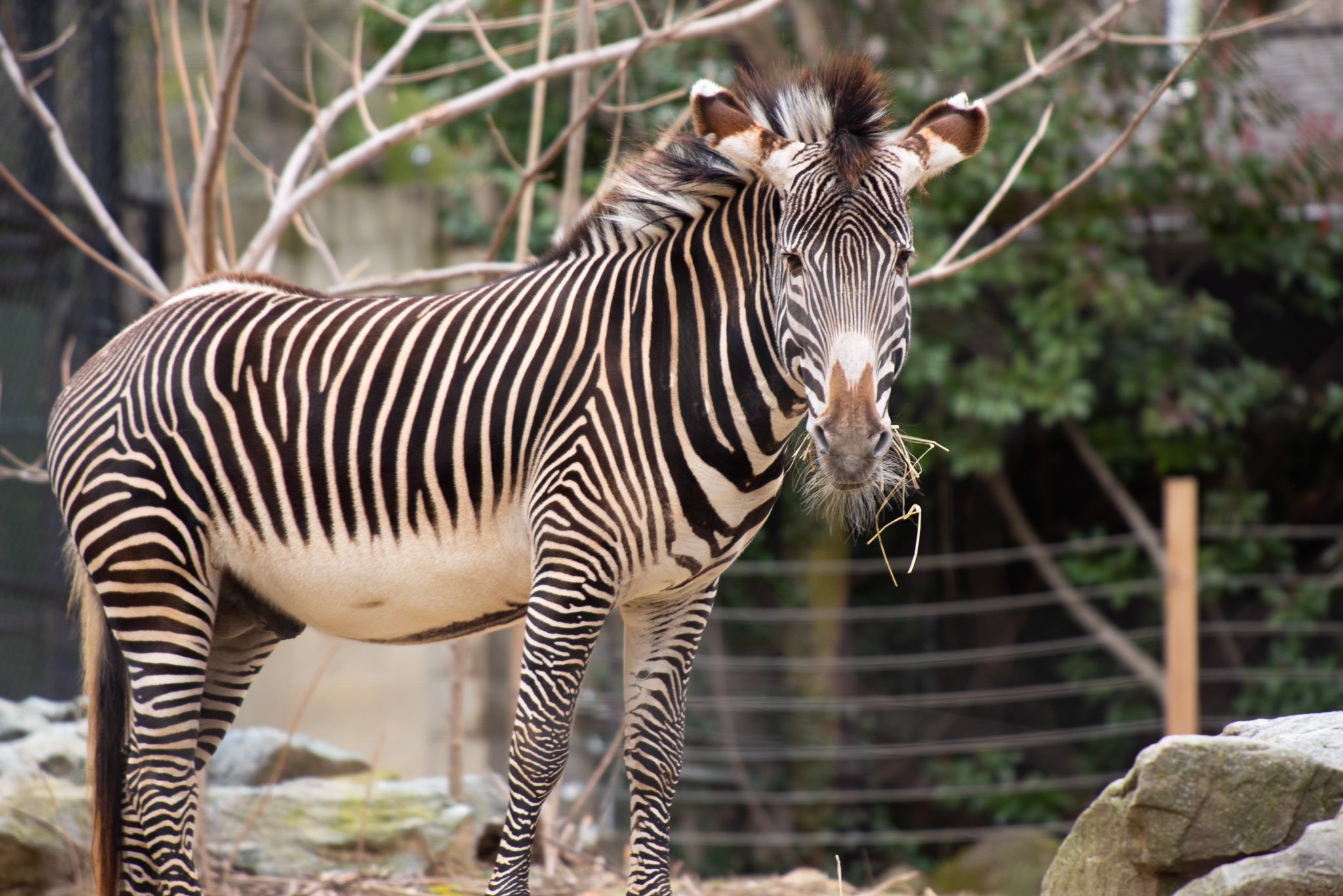 National Zoo on Twitter: National Zoo on Twitter: