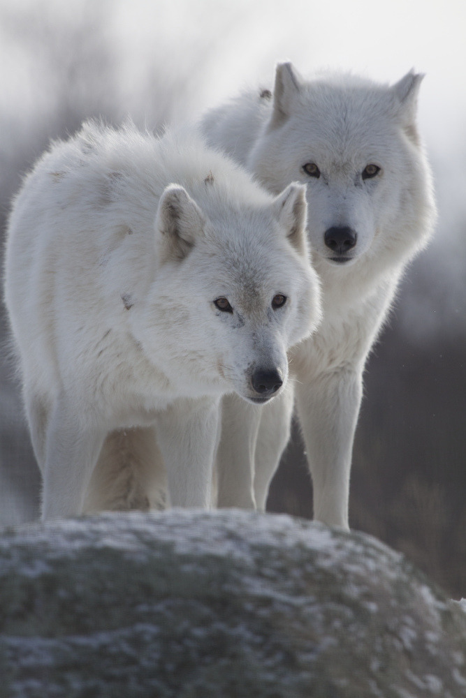 hourlywolvesbot's tweet image. HourlyWolves presents: