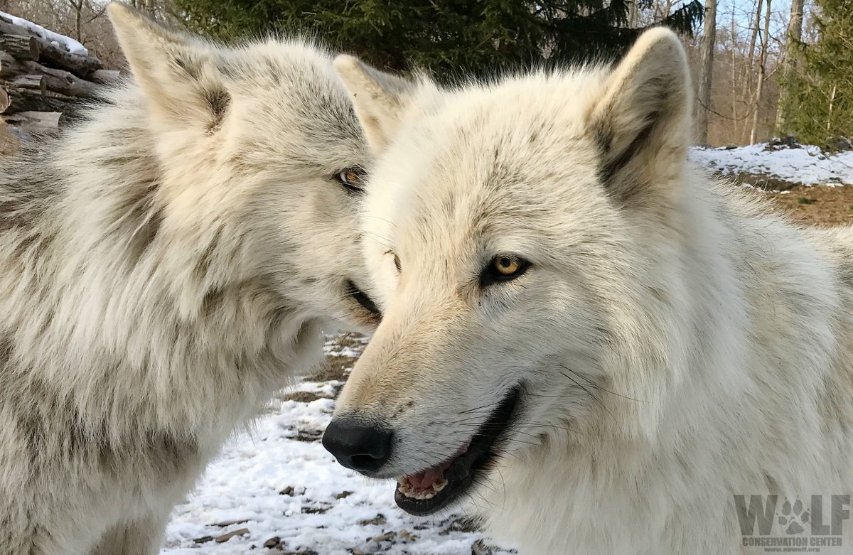 Psst... Wolves are essential. Pass it on 🐺