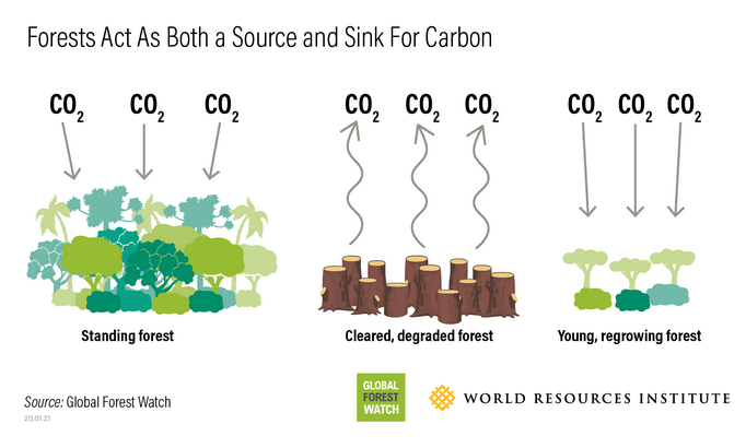 YannWeb's tweet photo. Si nous n'agissons pas rapidement, les forêts tropicales pourraient passer de #PuitsCarbone en sources de carbone !
Et les jeunes forêts plantées depuis l'an 2000 ne représentent que 5 % du puits de carbone 🌳mondial !
via @WorldResources & @globalforests
https://t.co/9JFOUa0uXC https://t.co/3A4V9kY7Tg