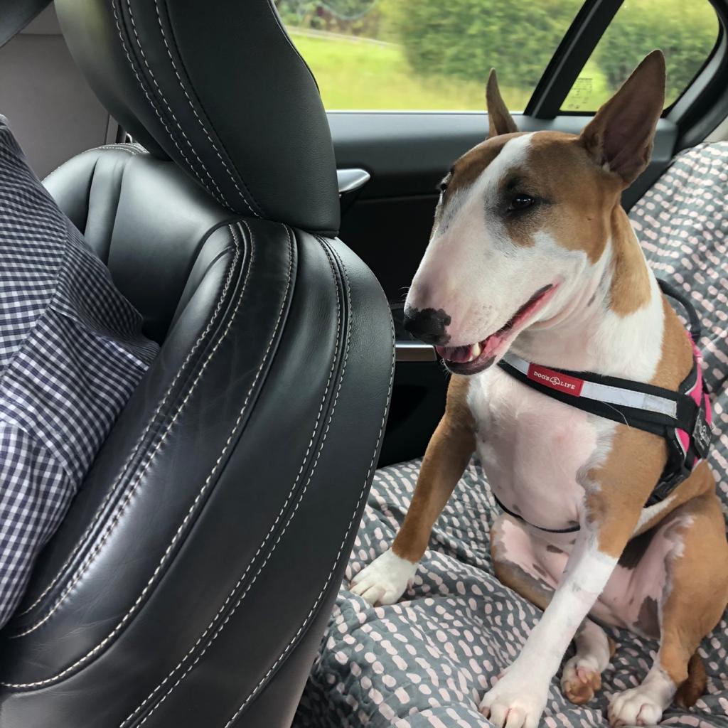 Dad took me for my usual Sunday afternoon drive. All I can say I can't wait for these drives. Dad's car is so comfortable &amp; safe. I put my paw of approval on his car. I just love driving around in his car #happy #bullies #bullterrier #love #dogsoftwitter #dogs #driving #safe