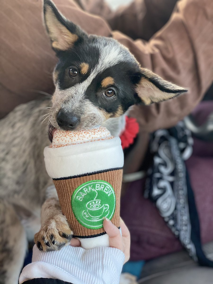xericajean's tweet photo. Zelda Rose and I enjoying our @Starbucks together this morning! Thanks @barkbox xo #BlueHeelerPup #BarkBrew #SundayMornings Send gift cards to xericajean@icloud.com https://t.co/UfzIfUYziV