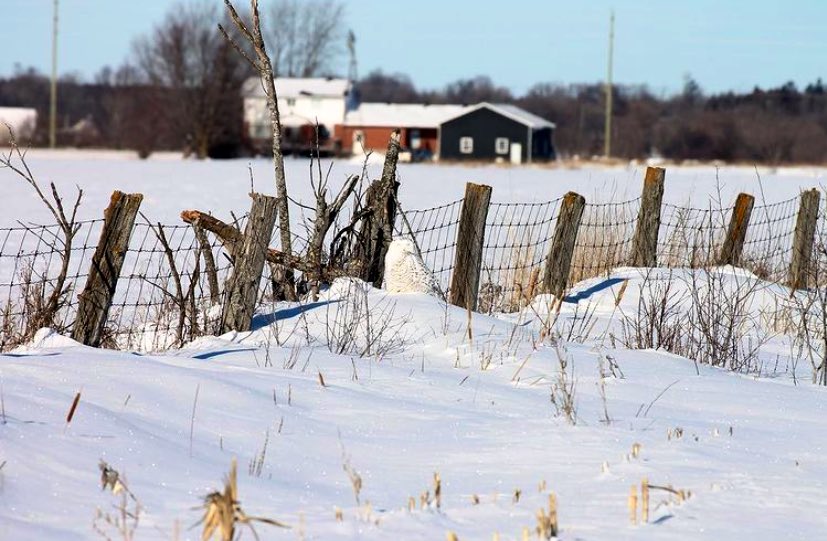 Absolutely incredible experience yesterday! Not only got to see these 2 snowy owls, but managed to capture them on camera! Truly majestic birds! #snowyowl #winter #WinterWatchlist #birdphotography #nature #winterbucketlist ✔️ #BirdsSeenIn2021 #beautiful #photooftheday #getoutside