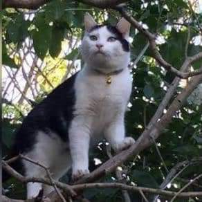 AlanDaffern's tweet photo. Polly has been #Missing 5 & a half week since 22nd December 2020 from #WinifredRoad #HamptonHill #Middlesex #TW12 area. Sightings around #Hampton, #PercyRoad, #GarsideClose, #BroadLane #CarlisleRoad and #HollyBushLane.
https://t.co/cVu63Hol7r https://t.co/rWa3qj5Rjc