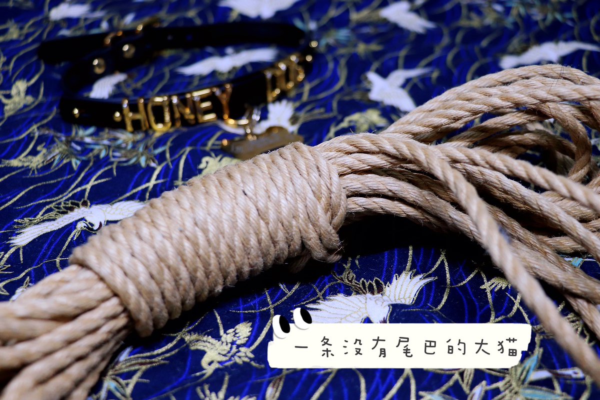 一条没有尾巴的大猫 tweet media
