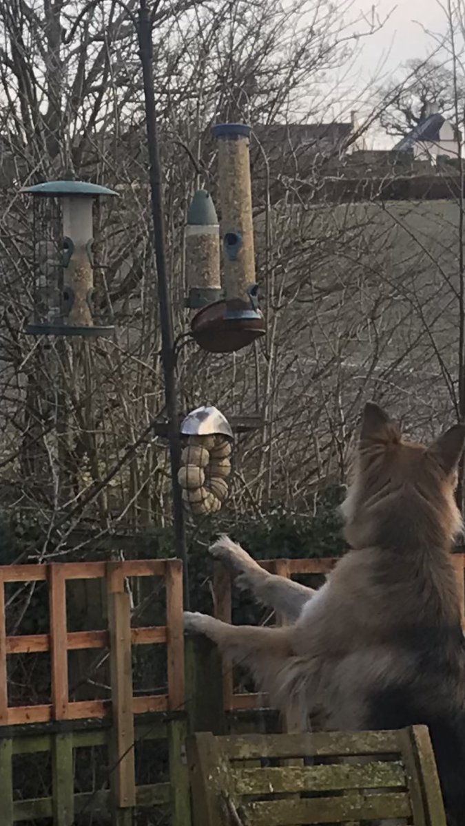 Bee Pure tweet media