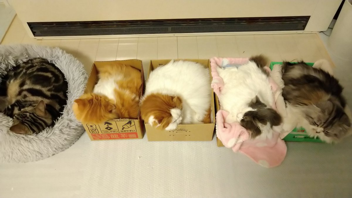 ねこカフェmimi Verisa3773tida Twitter