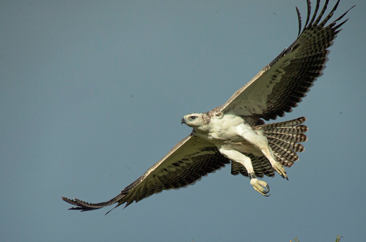 A great picture of the Makaria pair juvenile Martial Eagle taken by Lemein Par. She is starting to explore more and we expect she will leave her parents' territory soon. #mararaptorproject #martialeagle #kenyabirdofpreytrust #peregrinefund #maasaimara #masaimara