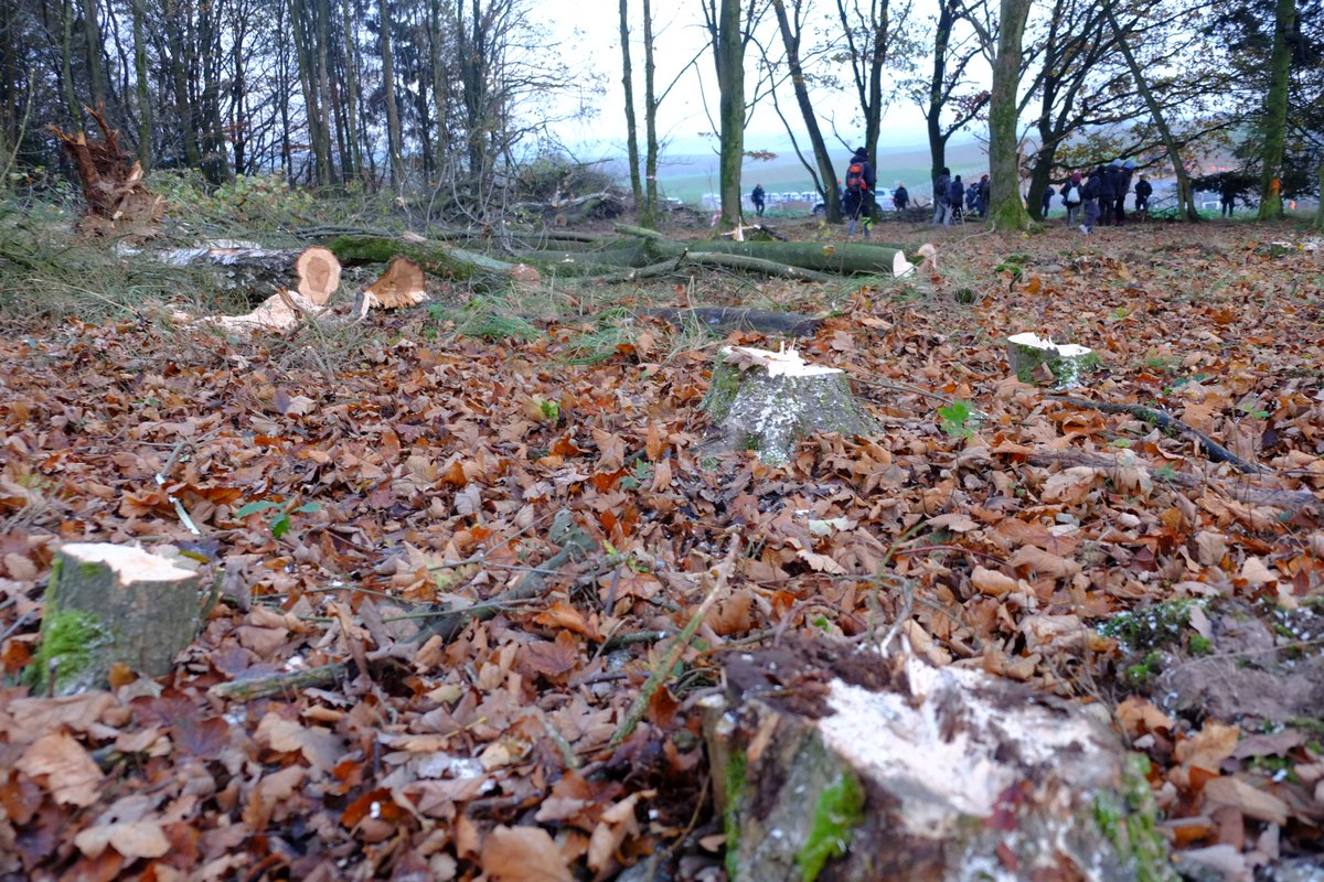 #Swingforce stays! <a href="/Swing4ce/">Swingforce</a> <a href="/keinea49/">Stimmen aus dem Dannenröder Wald</a> #allewaelderbleiben #WaldstattAsphalt #DannenröderForst November 2020