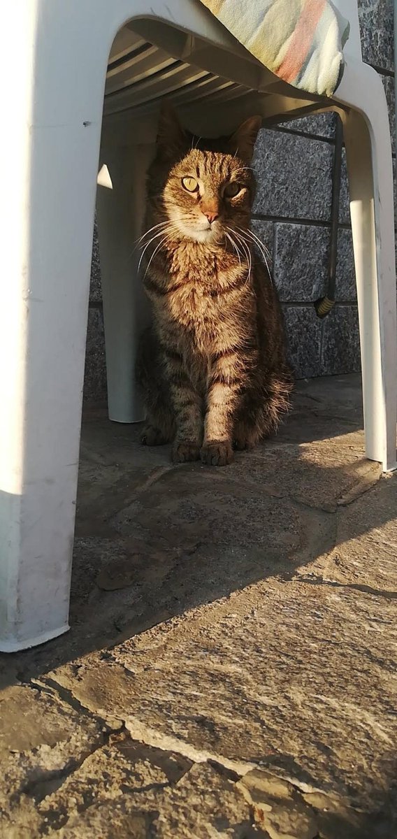 GattileG's tweet photo. Poppy si é perso a Pernate, ci aiutate a trovarlo? #pernate #novara #gatti #gattile #gattilegalliate #galliate https://t.co/1m6hkI25Xw