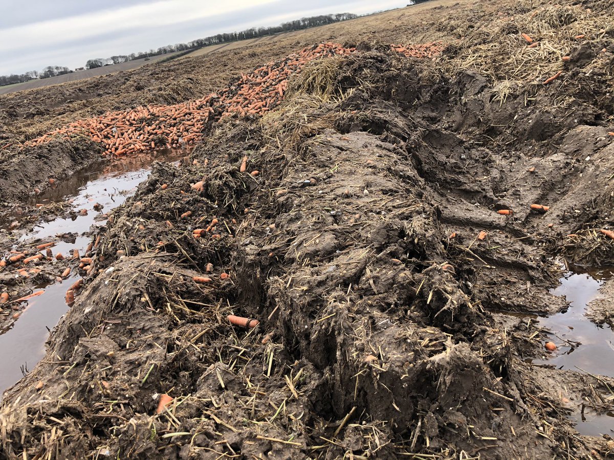 Quite a sad walk, on paper carrots are a nutritious low carbon winter vegetable, unfortunately this is the reality all for 19p/kg on the supermarket shelf.