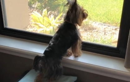 Cute Yorkie’s Daily Greeting to Dad Coming Home #mylittleyorkiworld #yorkie mylittleyorkieworld.com/cute-yorkies-d…