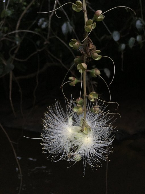天国と地獄 シヤカナローの花は奄美の植物 架空の花である理由は ジャニヲタすぎて家族に引かれる母ブログ