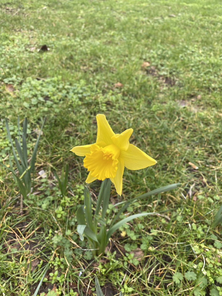 Shokina2's tweet photo. Our Sunday walk! Yumna took some pictures of what she saw through her walk down #Mileendpark #exersice #stayingsafe #keepingourdistance @JohnScurr_Sch @JoanneP63111066 We saw some lovely yellow daffodil and spotted a British magpie birds! https://t.co/NVXhfFO10t