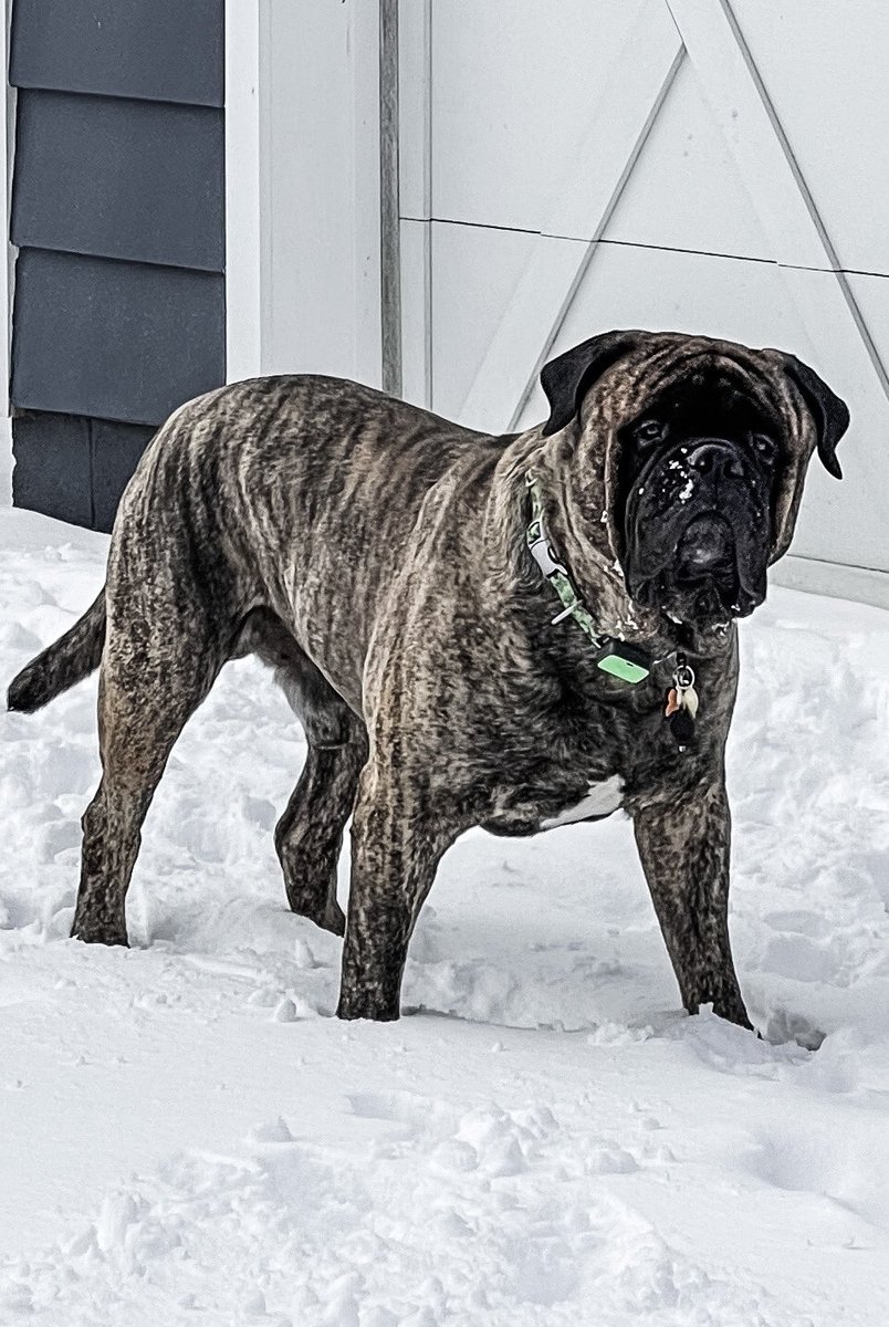 KakesKimmy's tweet photo. @AmyFreeze7 #bigdogsunday This is Romeo. He loves watching you on the weekends! https://t.co/j2xIBaHTsc