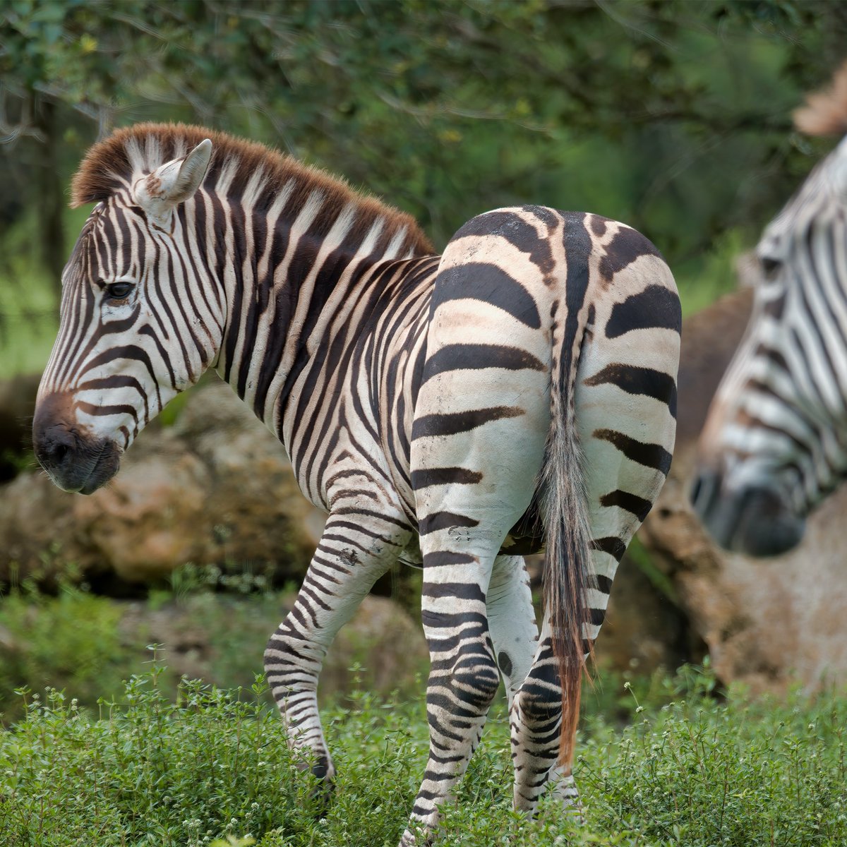 Happy #WorldZebraDay guys! With their instantly recognisable stripes these stunning animals are icons of the natural world, let's not allow them to fade away. 
#Zebra #Wildlife #Biodiversity #Nature #Ecosystems #Africa #Habitat #ZebraDay #Iconic #Beautiful #Conservation
