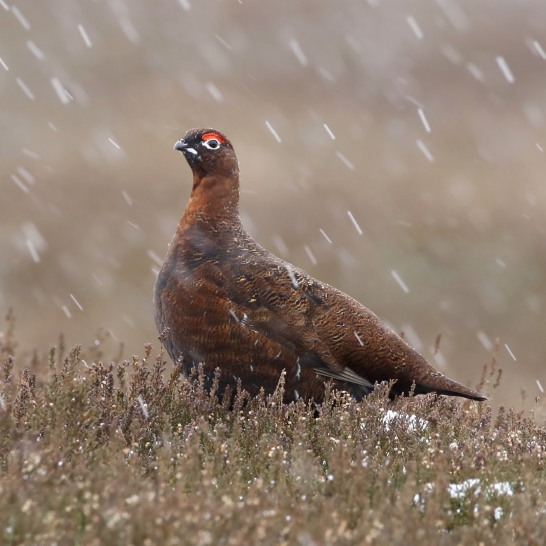 𝐘𝐎𝐑𝐊𝐒𝐇𝐈𝐑𝐄 𝐆𝐑𝐎𝐔𝐒𝐄 🇬🇧

The strongest flavoured game bird, perfect for roasting.  This is a very rich meat which is lovely roasted on a slice of white bread and served with bread sauce and roast root vegetables 🥕🌿

📸 Sonia Johnson