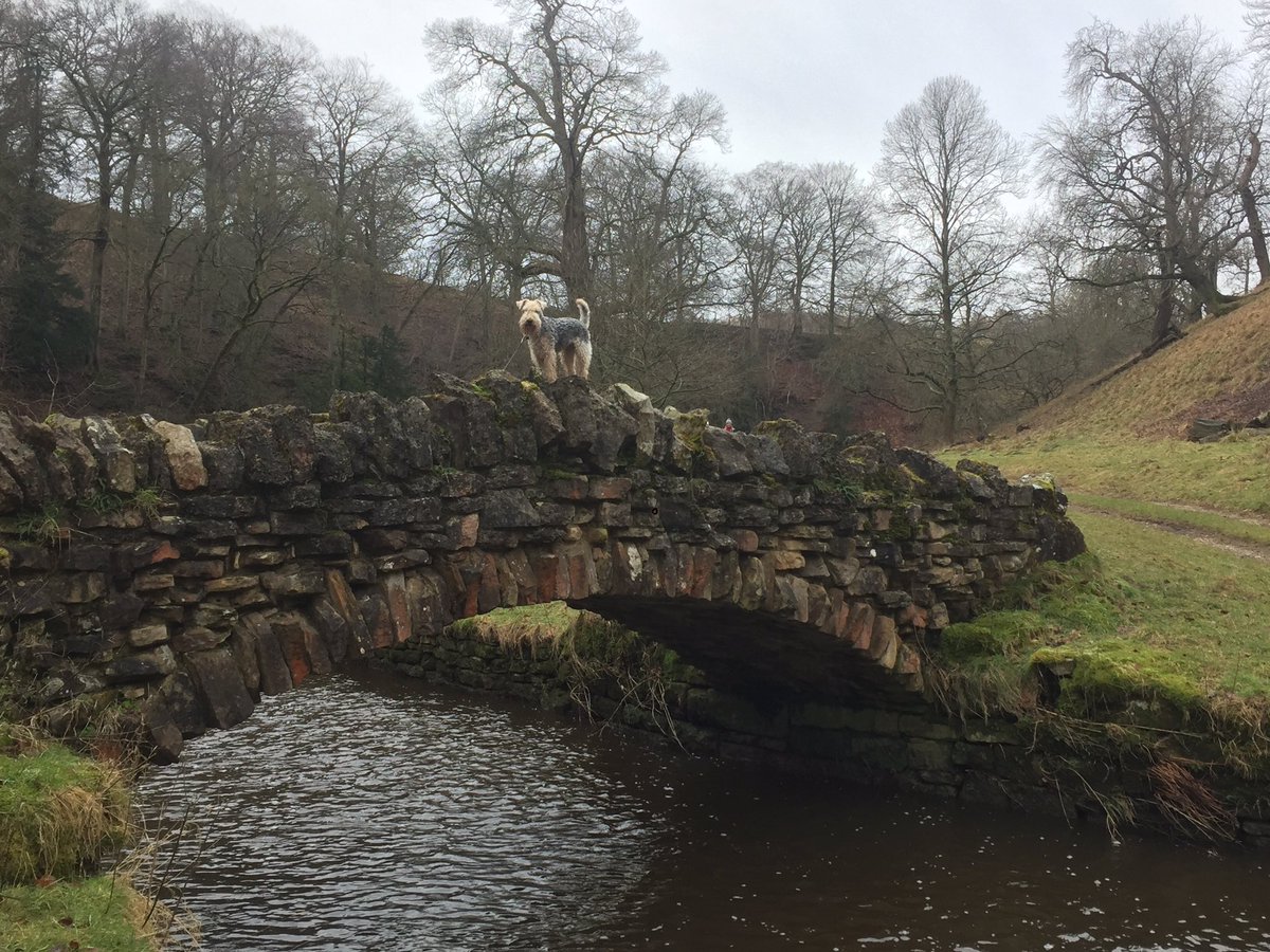 We’ve been to Studley Deer Park again today, but we didn’t see and 🦌 happy Sunday everypawdy #happysunday #walking #adventureswithlola #lakelandterrier @fountainsabbey