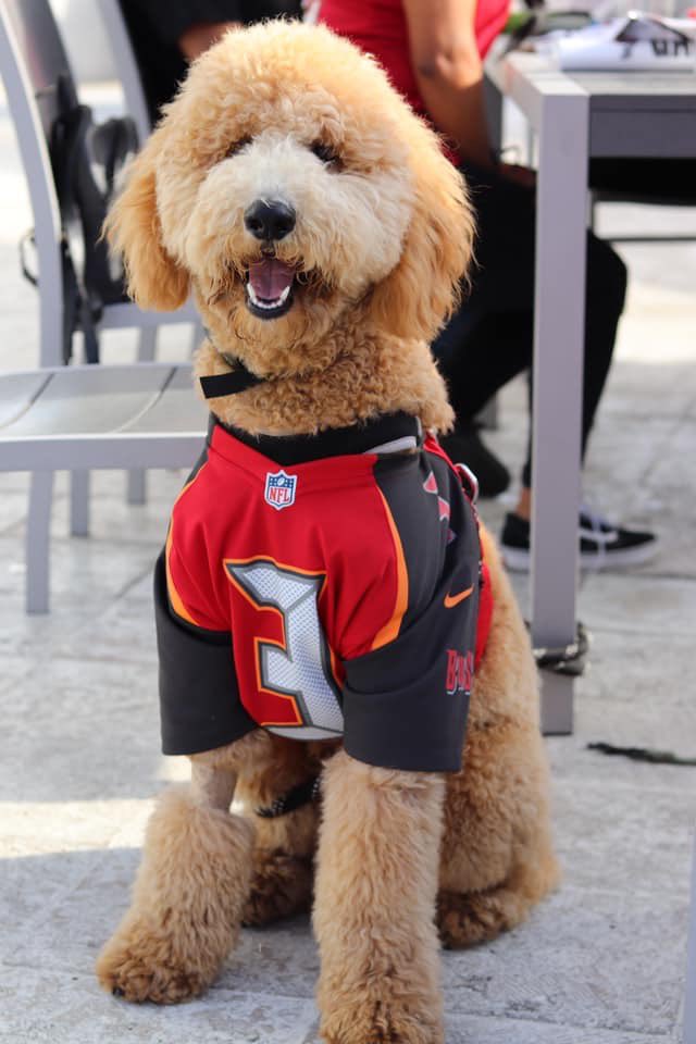 tampa bay buccaneers dog sweater
