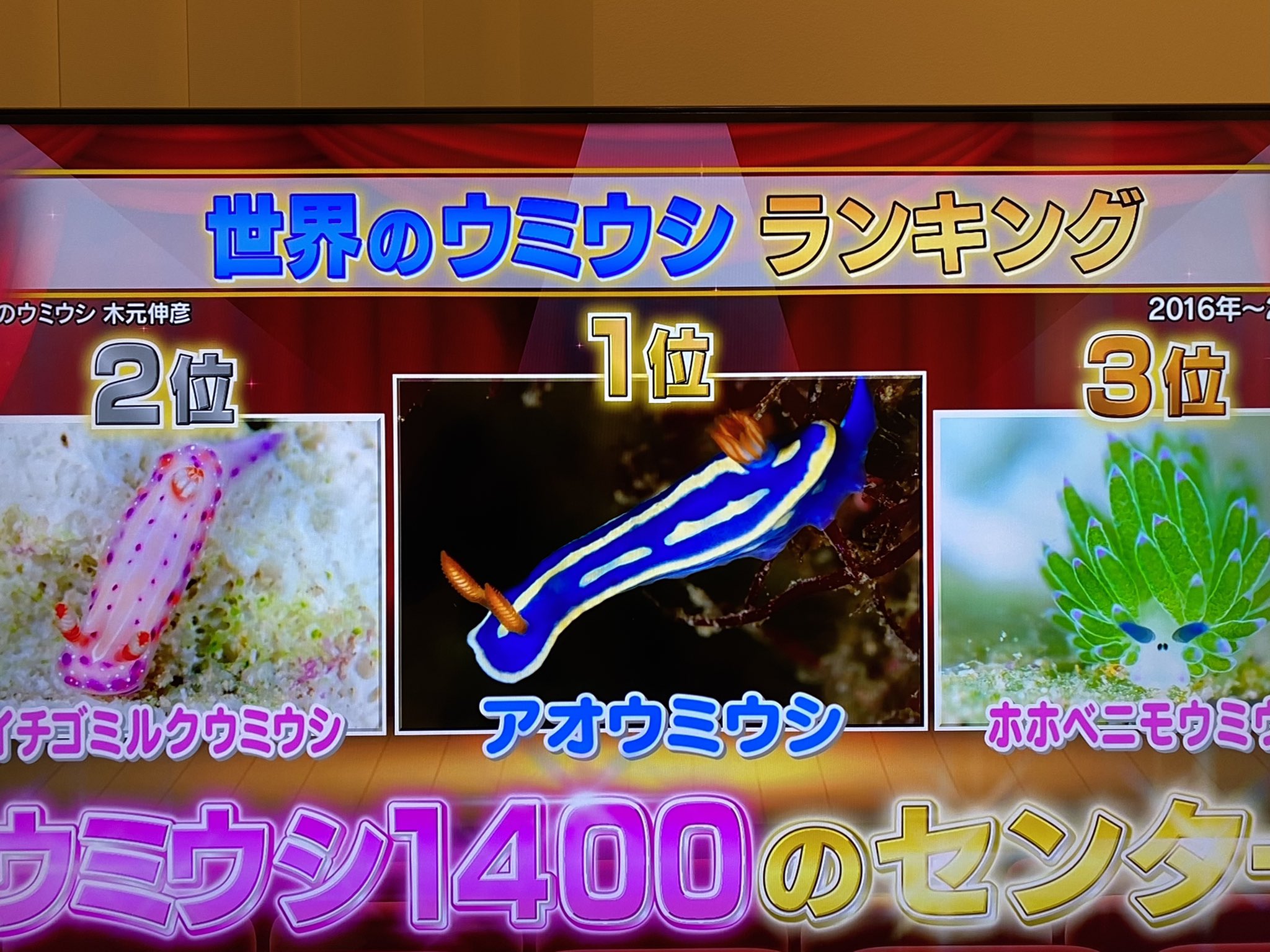 世界のウミウシ ウミウシファンサイトやってます 鉄腕dash ウミウシ Nudibrunch ところで1400って数字はどっからきたんだろ T Co 5y5lpbphit Twitter