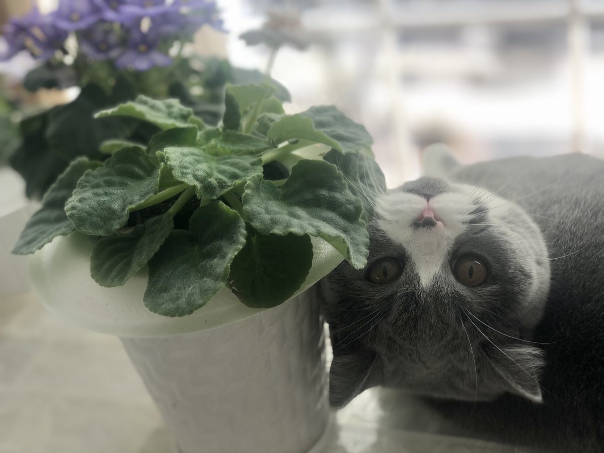 TarynSh_tUp's tweet image. Personally I think I should be signed to IMG not this hairy lady! 😹 #catsforTrump #shaveyourpits #imprettier #meow