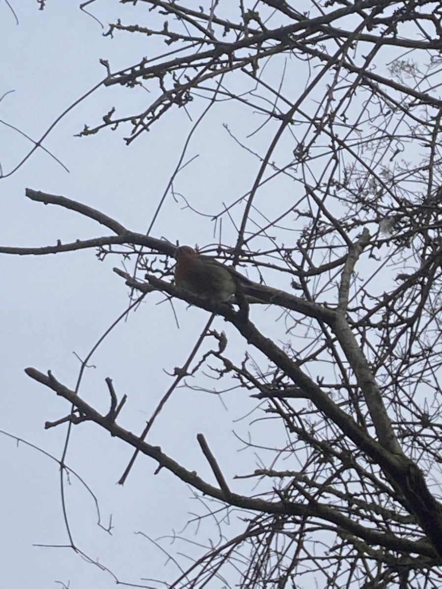 jamieaiperry's tweet photo. This little fellow was following really closely today on my walk with #TommyFun. Reminds me of my father an avid gardener. A robin would definitely be my daemon. https://t.co/R09TJQao3i