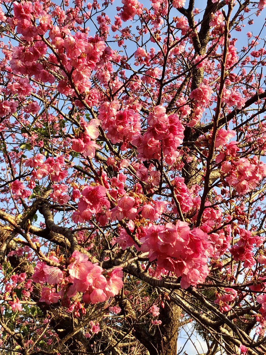 suzu6712's tweet photo. フリートにも投稿しましたが、今日、早くもこちらでは桜が満開に咲いていたので、ラビラビも一緒に連れて見にいってきました～～!!(o>ω<o)
いやぁ、めっちゃ綺麗だった～～！!(つ๑>ω<๑c)♡
ラビラビも���んでたみたいだから連れてきて良かった！😆😆 https://t.co/RUyUz6l4ju