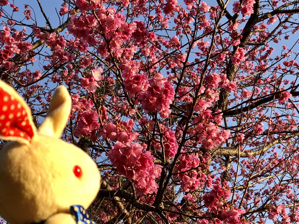 suzu6712's tweet photo. フリートにも投稿しましたが、今日、早くもこちらでは桜が満開に咲いていたので、ラビラビも一緒に連れて見にいってきました～～!!(o>ω<o)
いやぁ、めっちゃ綺麗だった～～！!(つ๑>ω<๑c)♡
ラビラビも���んでたみたいだから連れてきて良かった！😆😆 https://t.co/RUyUz6l4ju