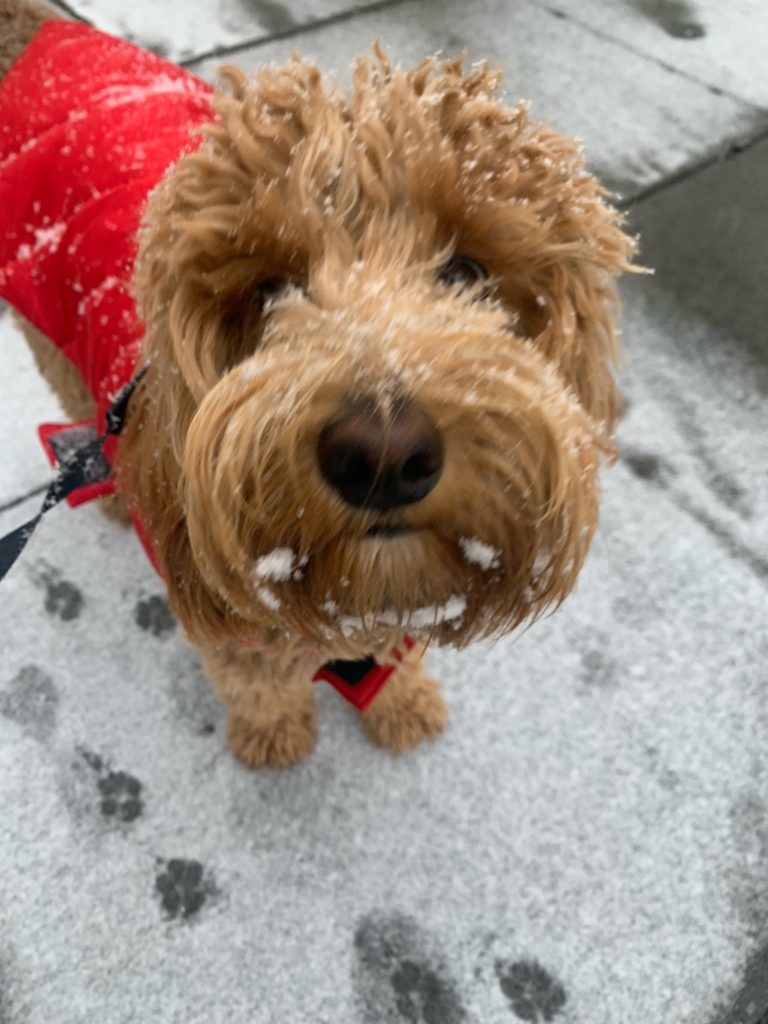 Snow Dogs Volume One!! popville.com/2021/01/snow-d… 

Our earliest volume ever, gotta love Sunday snows!! Email yours to princeofpetworth@gmail.com