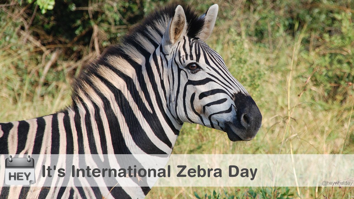 It's International Zebra Day! 
#InternationalZebraDay #ZebraDay #WorldZebraDay #DayOfTheZebra