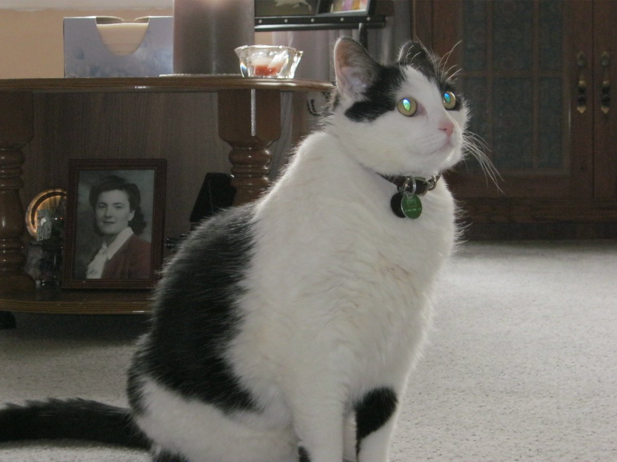 Cats In The House 4664 tweet media