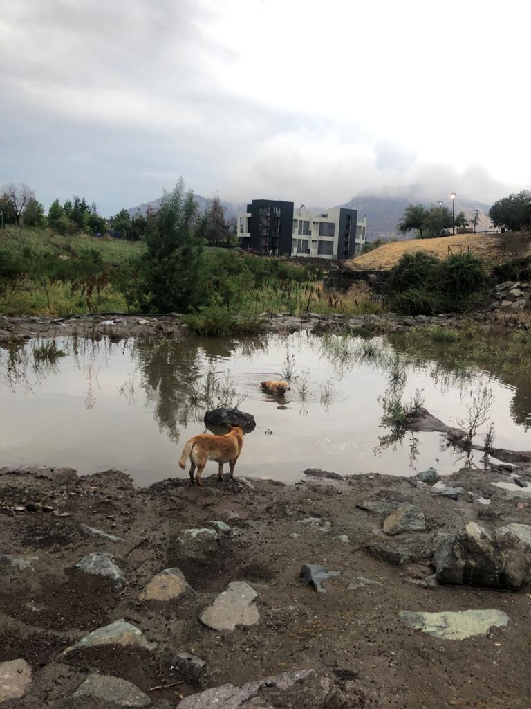 @CynthiaRossW1 <a href="/cerrosabiertos/">Cerros Abiertos</a> <a href="/HTrapenses/">Humedal Los Trapenses (Del Carrizo)</a> <a href="/MLorenaMarquez/">Lorena Márquez</a> El agua recorre sus caminos y aflora donde siempre ha aflorado, por más que el hombre quiera intervenir.Fotos de ayer del #humedallostrapenses <a href="/CristobalLira/">Cristóbal Lira</a> <a href="/lo_barnechea/">Lo Barnechea</a>