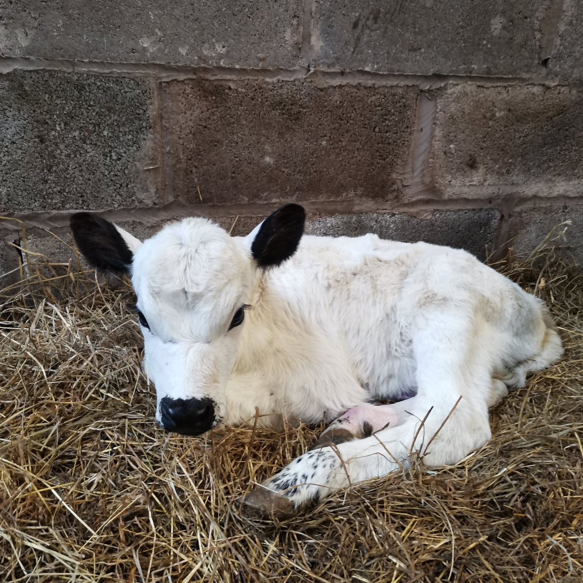 Newest addition to the Savin Hill Herd. A little baby girl ❤️
#britishwhite #rarebreed #babycalf #farmers #cumbria
