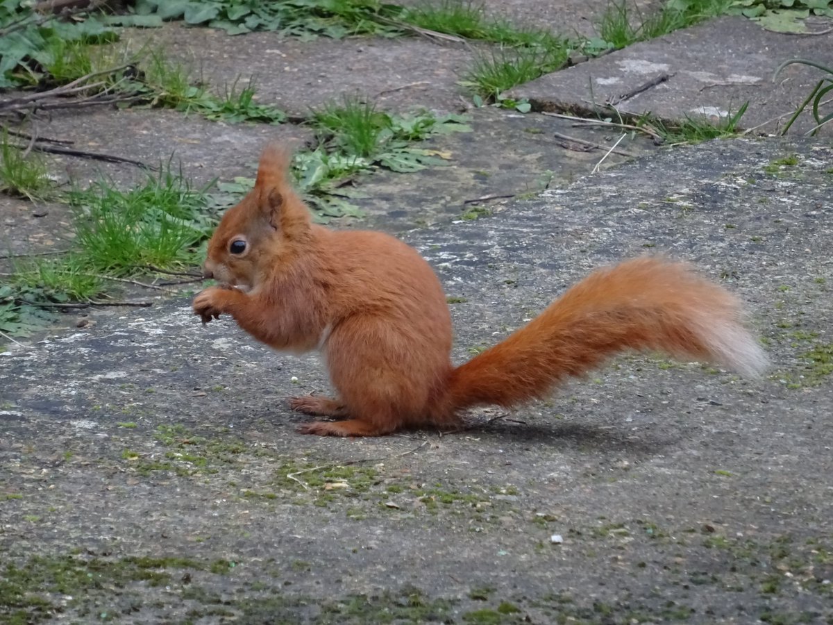 MattwicksBMR's tweet photo. Well I had a fun morning.. 😊 Been such a long time since I've been this close and even closer at some points...
#RedSquirrel #IsleOfWight #Wildlife
#RedSquirrelTrust https://t.co/ixwFPfmdhO