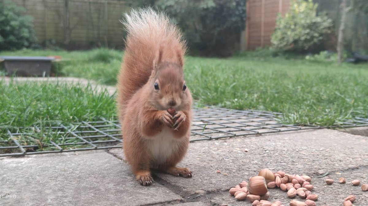 MattwicksBMR's tweet photo. Well I had a fun morning.. 😊 Been such a long time since I've been this close and even closer at some points...
#RedSquirrel #IsleOfWight #Wildlife
#RedSquirrelTrust https://t.co/ixwFPfmdhO