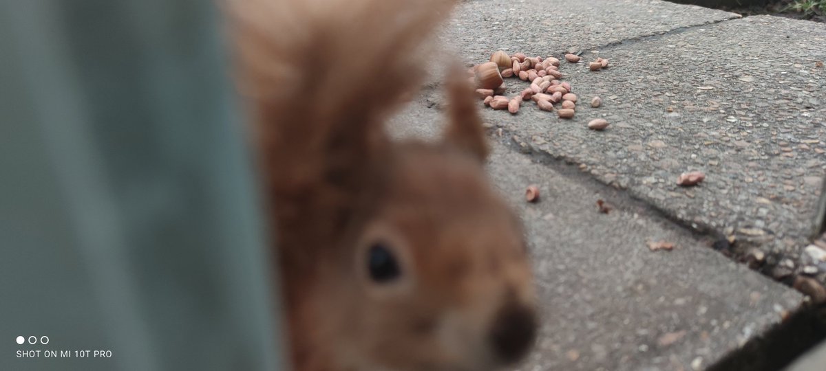 MattwicksBMR's tweet photo. Well I had a fun morning.. 😊 Been such a long time since I've been this close and even closer at some points...
#RedSquirrel #IsleOfWight #Wildlife
#RedSquirrelTrust https://t.co/ixwFPfmdhO